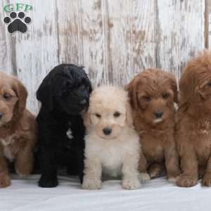 Holly, Mini Labradoodle Puppy